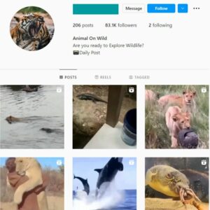 80K Animal Wildlife Instagram Account for Sale