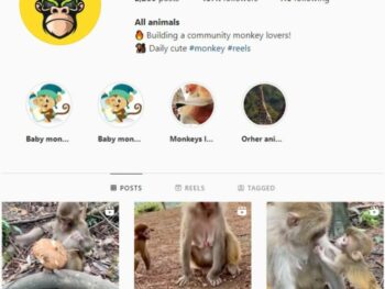 480k Monkey Wildlife Instagram Account for sale
