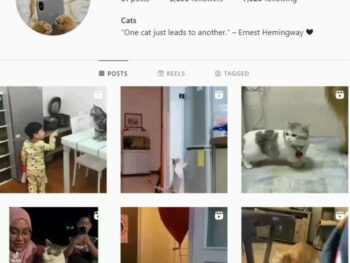 5.6K Kittens Cats Instagram Account for sale