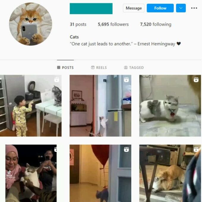 5.6K Kittens Cats Instagram Account for sale