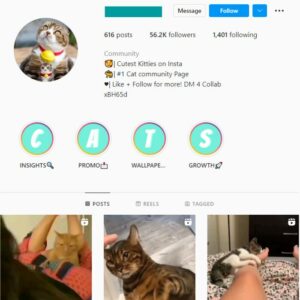 55K Kittens Cats Instagram Account for sale