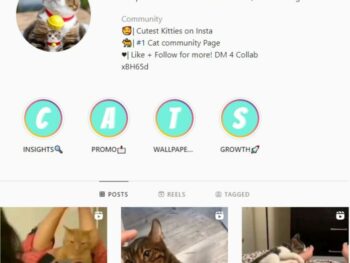 55K Kittens Cats Instagram Account for sale