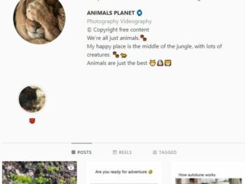620k Monkey Wildlife Instagram Account for sale