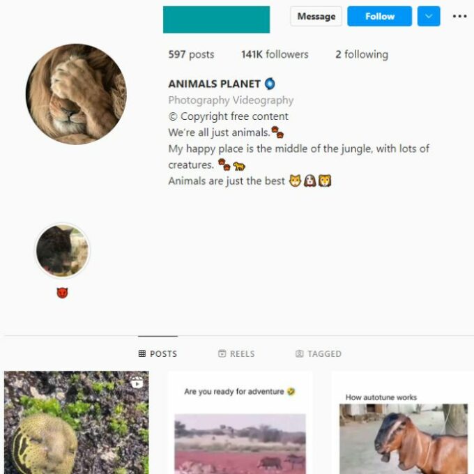 620k Monkey Wildlife Instagram Account for sale