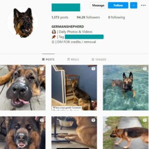 90k Dog German Shepherd Instagram Account for sale