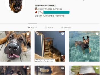 90k Dog German Shepherd Instagram Account for sale
