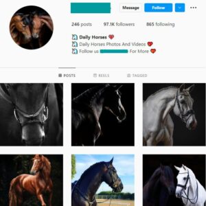 95k Horses Animals Instagram Account for sale