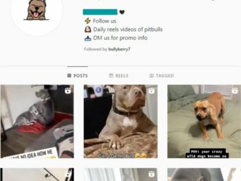 100k Pets Dogs Instagram Account for sale