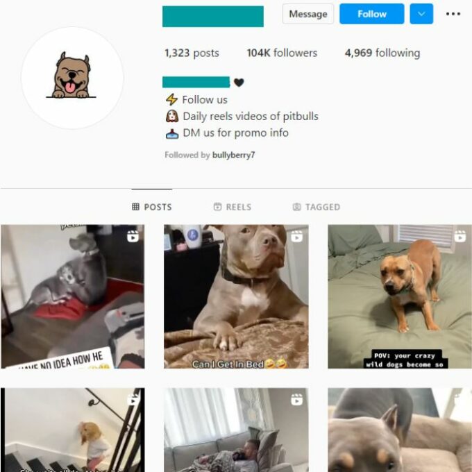 100k Pets Dogs Instagram Account for sale