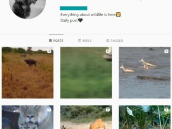 90k Animal Wildlife Instagram Account for sale