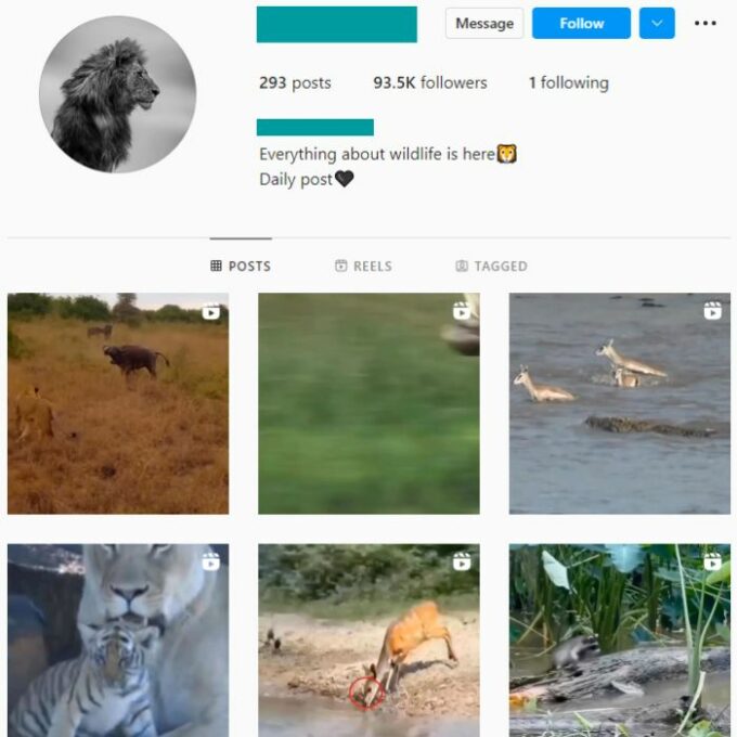 90k Animal Wildlife Instagram Account for sale