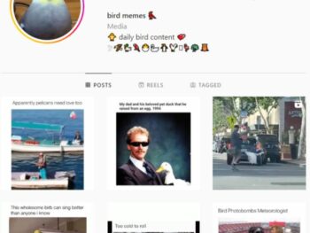 130K Bird Memes Instagram Account for sale