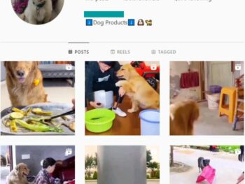 150k Dogs Pets Instagram Account for sale