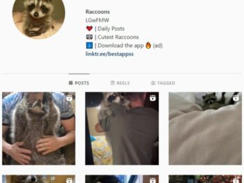 20K Raccoons Animals Instagram Account for sale
