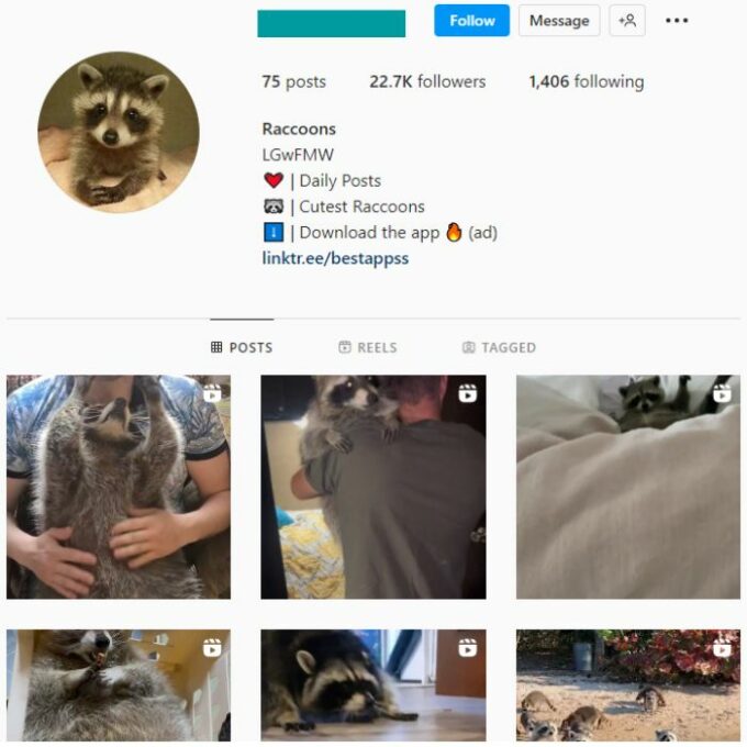 20K Raccoons Animals Instagram Account for sale