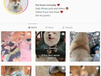 42k Fox Animal Instagram Account for sale