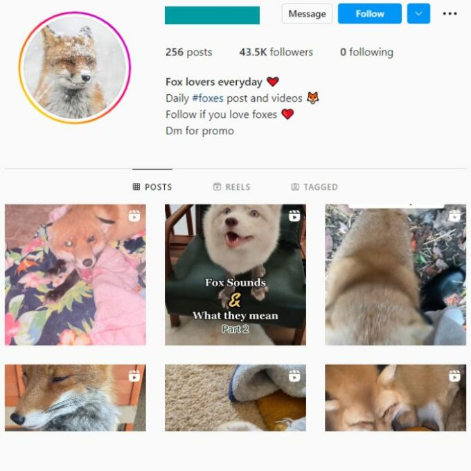 42k Fox Animal Instagram Account for sale