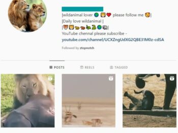 110K Cats Kittens Instagram Account for sale