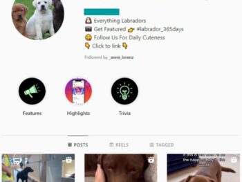 130k Dog Labrador Instagram Account for sale