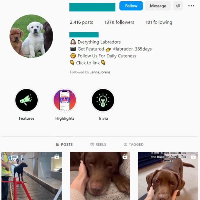 130k Dog Labrador Instagram Account for sale