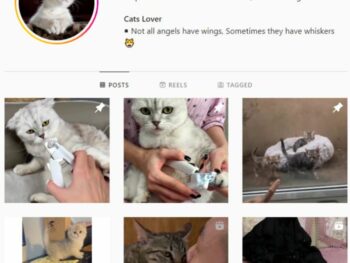165K Cats Kittens Instagram Account for sale