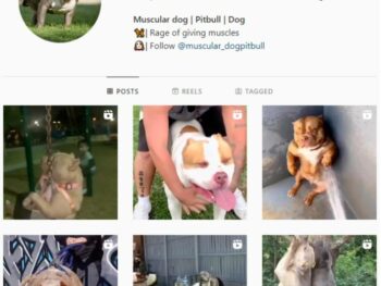 230K Pitbull Dogs Instagram Account for sale