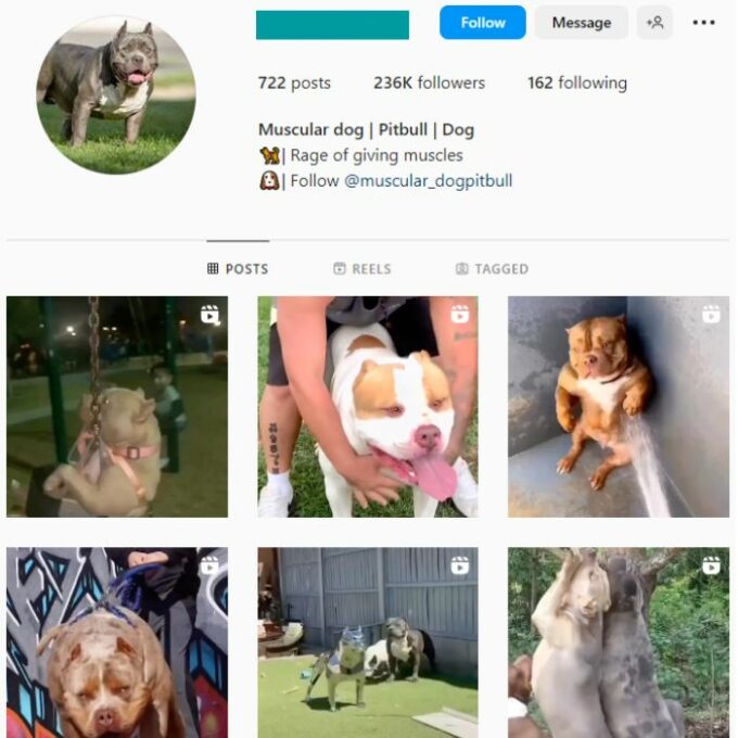 230K Pitbull Dogs Instagram Account for sale