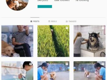 125k Dogs Pets Instagram Account for sale