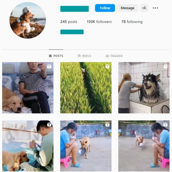 125k Dogs Pets Instagram Account for sale