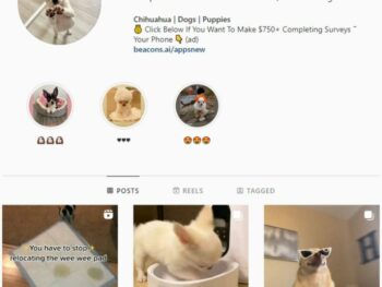 190k Pets Chihuahua Instagram Account for sale