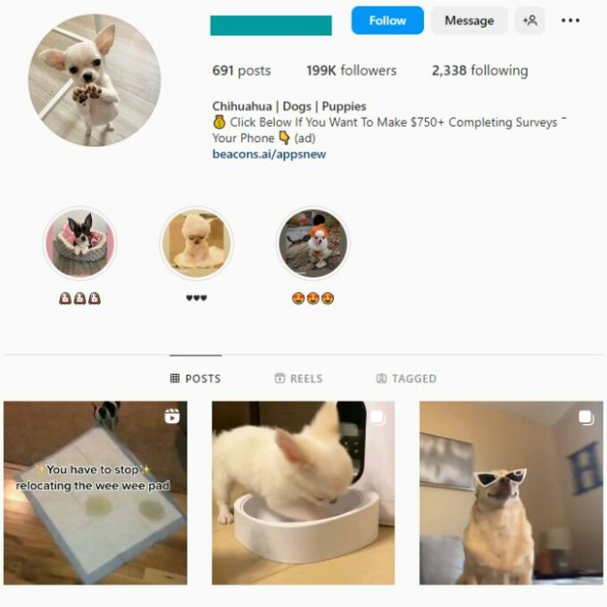 190k Pets Chihuahua Instagram Account for sale