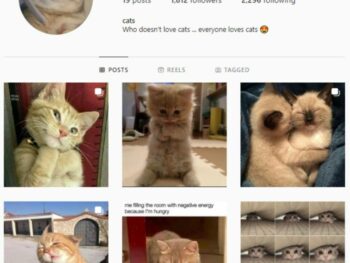 1K Cats Kittens Instagram Account for sale