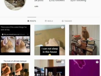 2K Cats Kittens Instagram Account for sale