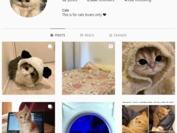 2K Cats Kittens Instagram Account for sale