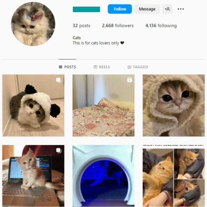 2K Cats Kittens Instagram Account for sale