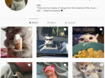 2K Cats Kittens Instagram Account for sale