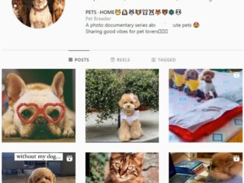 2K Pets Dog Instagram Account for sale