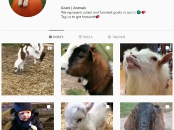 30K Goats Animals Instagram Account for sale