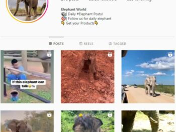 55K Animals Elephant Instagram Account for sale