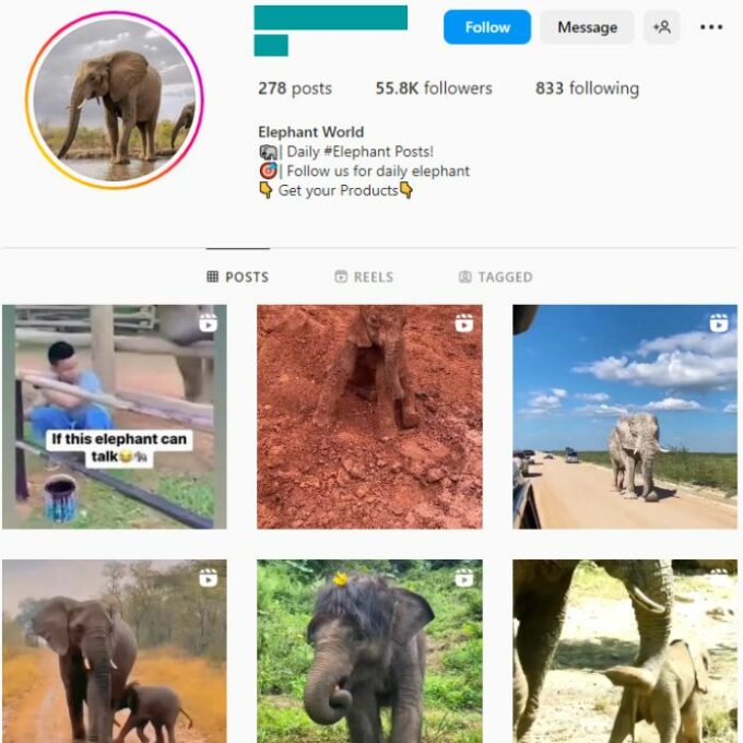 55K Animals Elephant Instagram Account for sale