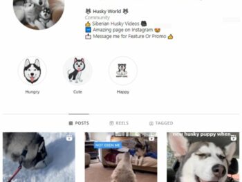 110K Husky Dogs Instagram Account for sale