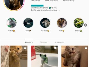 140K Animal Pets Instagram Account for sale