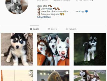 20K Wolves Dog Instagram Account for sale