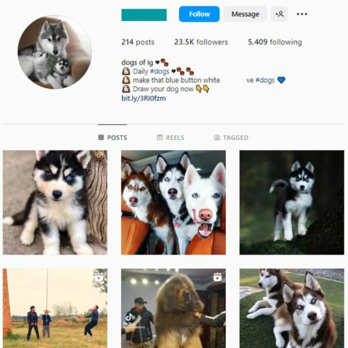 20K Wolves Dog Instagram Account for sale