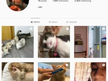 2K Cats Kittens Instagram Account for sale