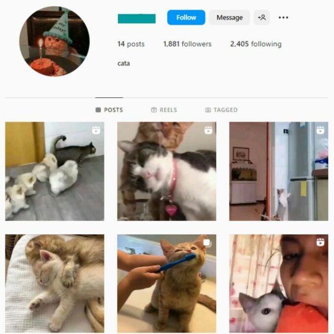 2K Cats Kittens Instagram Account for sale