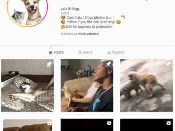 680k Cats Dogs Instagram Account for sale