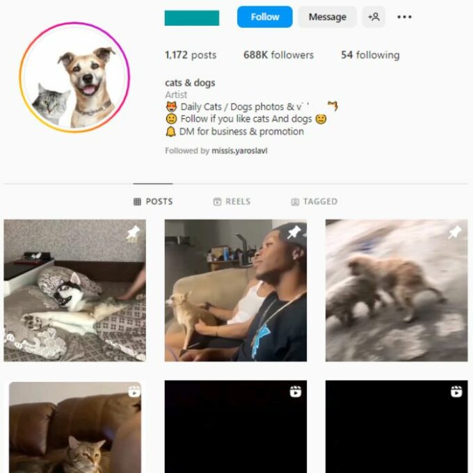 680k Cats Dogs Instagram Account for sale