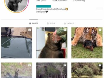 115K Animal Wildlife Instagram Account for sale