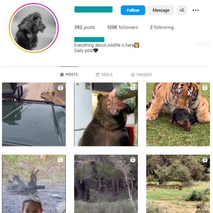 115K Animal Wildlife Instagram Account for sale